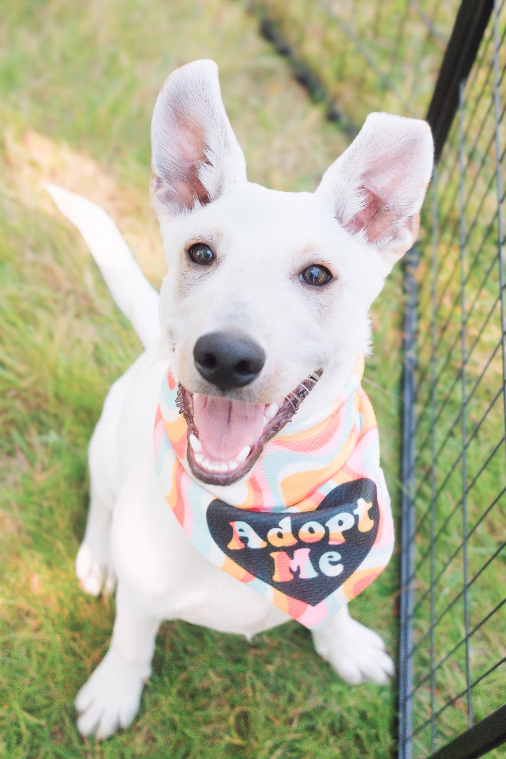 Harvest, Adoptable, Puppy Male Mixed Breed.