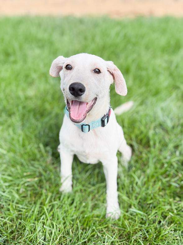 Enlarge Harvest, a Adoptable Mixed Breed in Franklin, TN image 2/6
