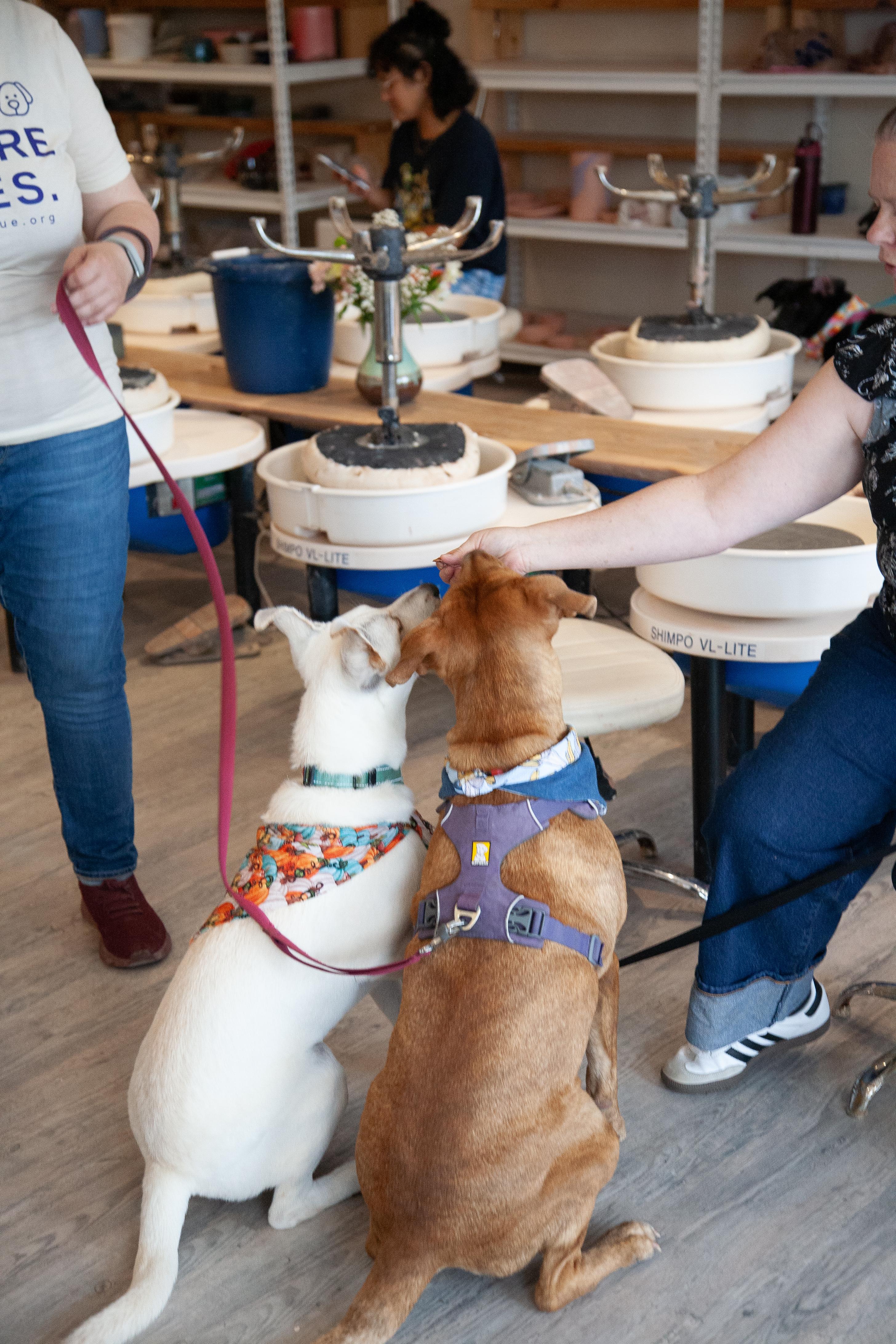 Enlarge Harvest, a Adoptable Mixed Breed in Franklin, TN image 6/6