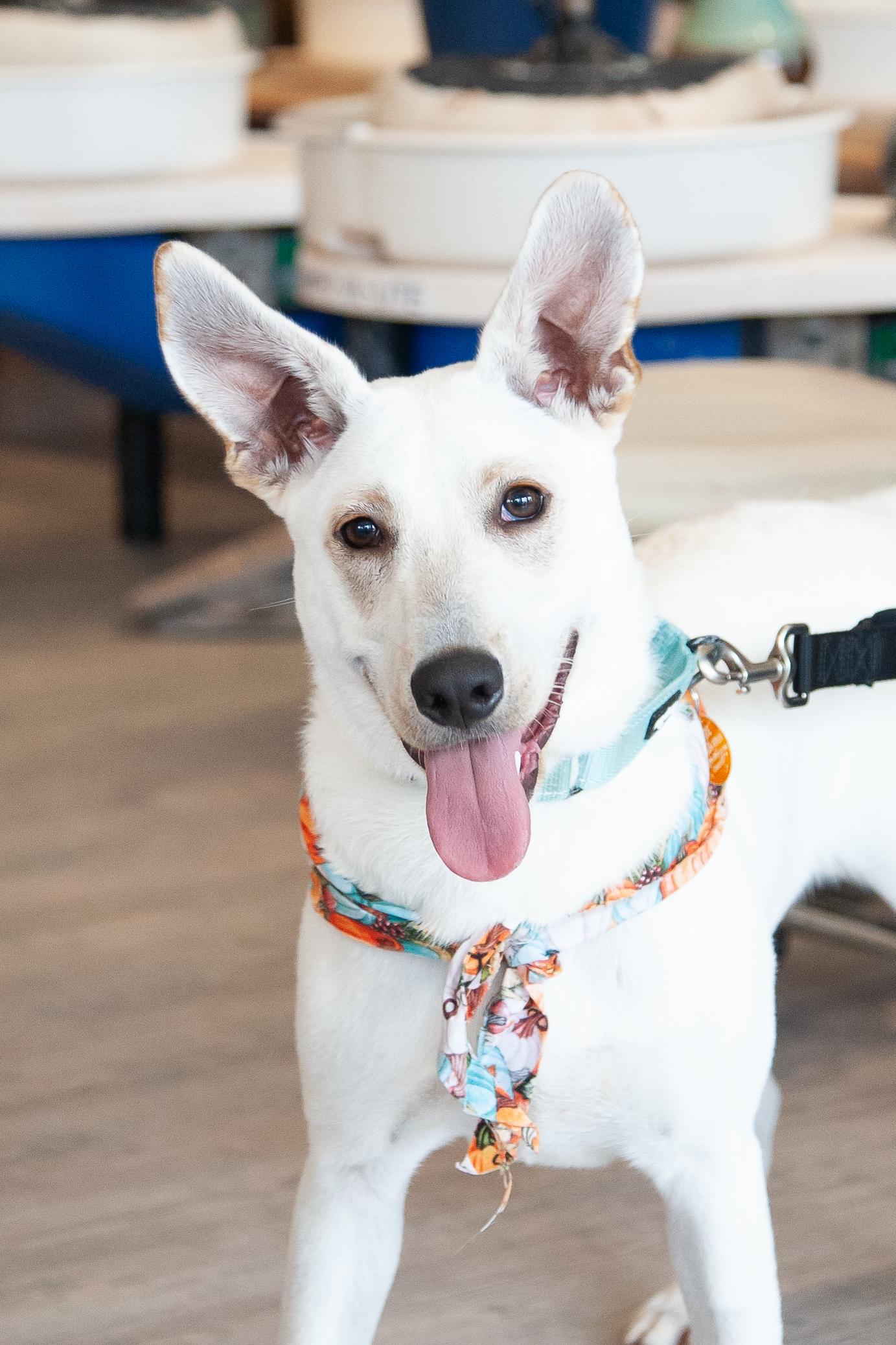 Harvest, Adoptable, Puppy Male Mixed Breed.