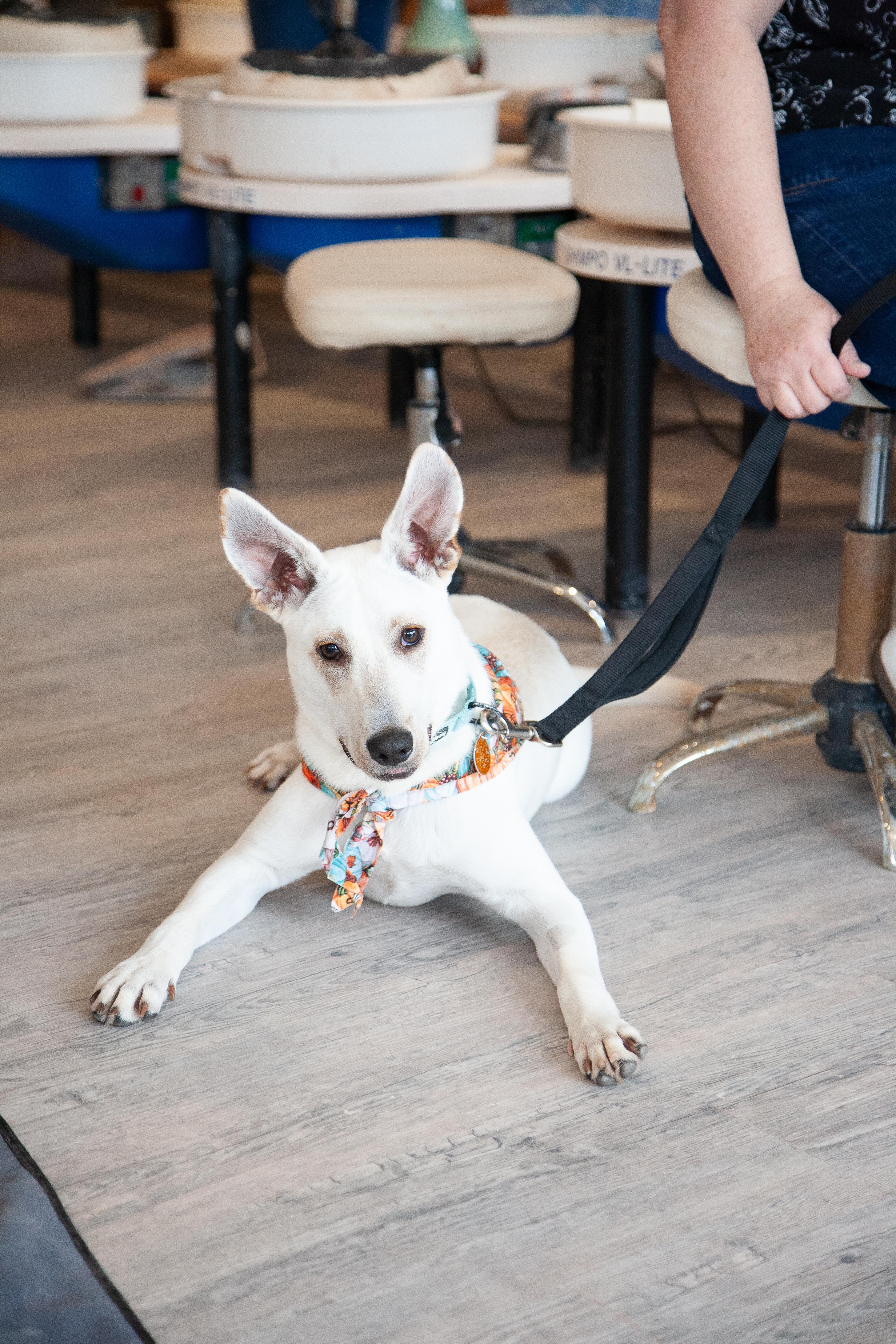 Enlarge Harvest, a Adoptable Mixed Breed in Franklin, TN image 3/6