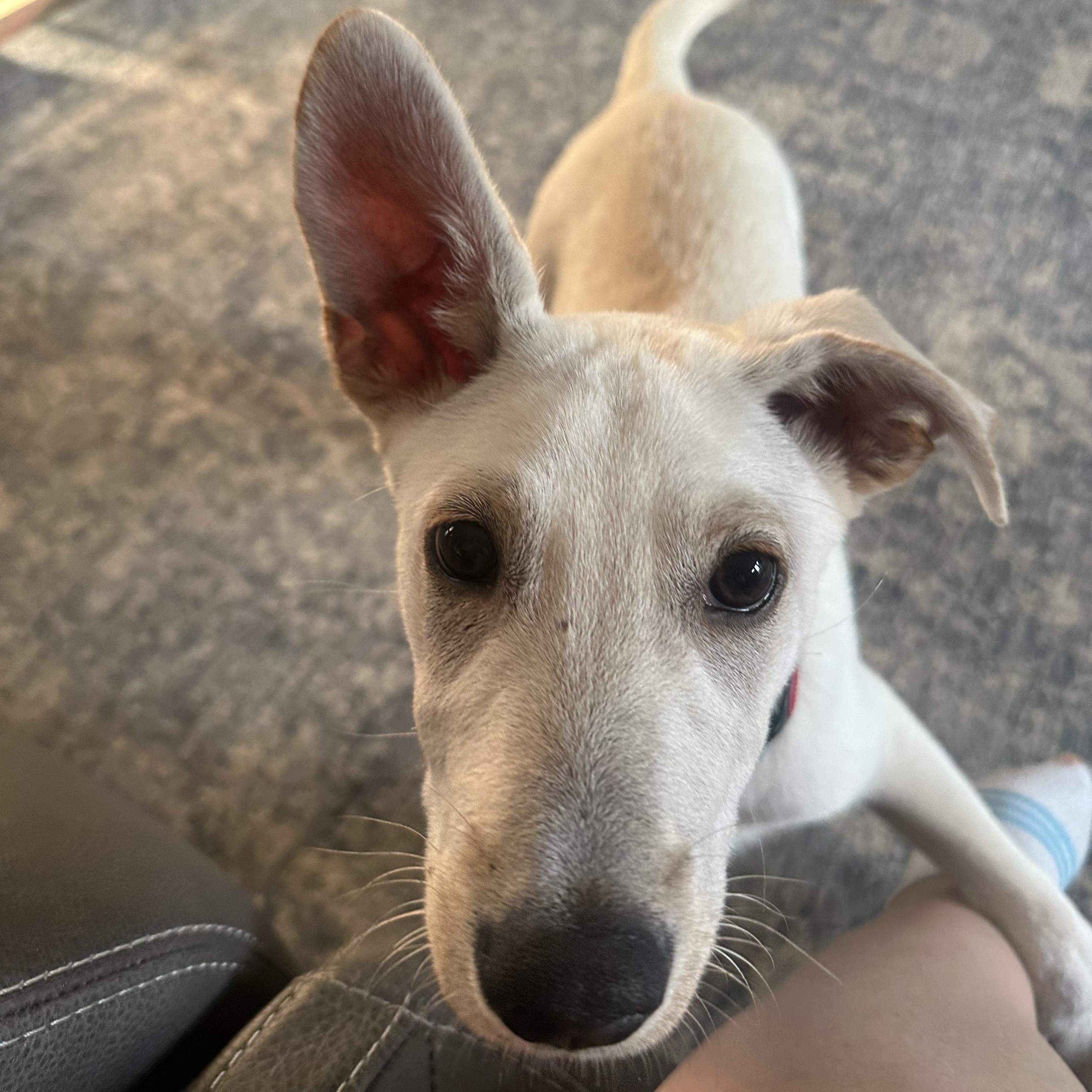 Enlarge Harvest, a Adoptable Mixed Breed in Franklin, TN image 5/6