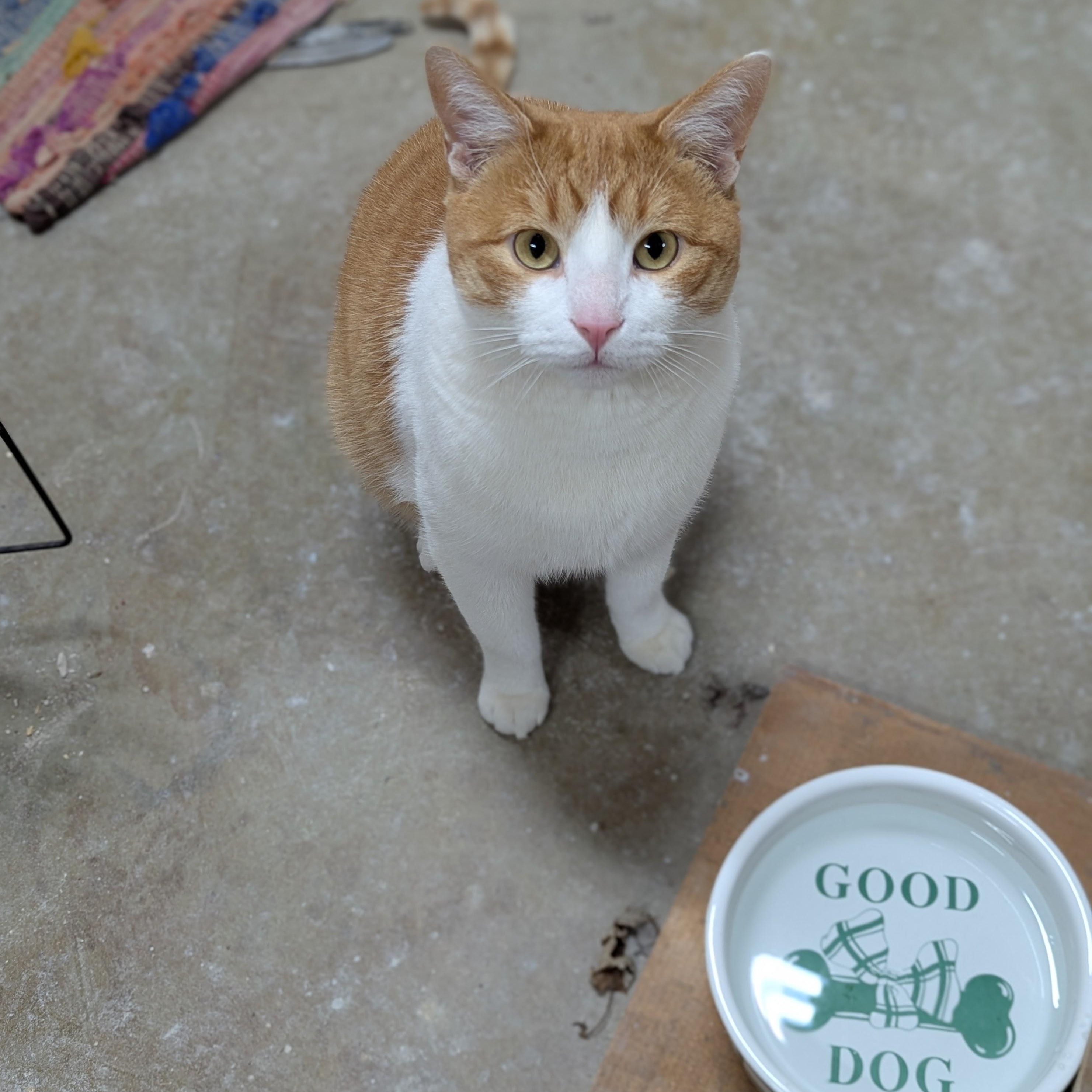 Biscuit  -  #1 biscuit maker, Adoptable, Adult Male Tabby.