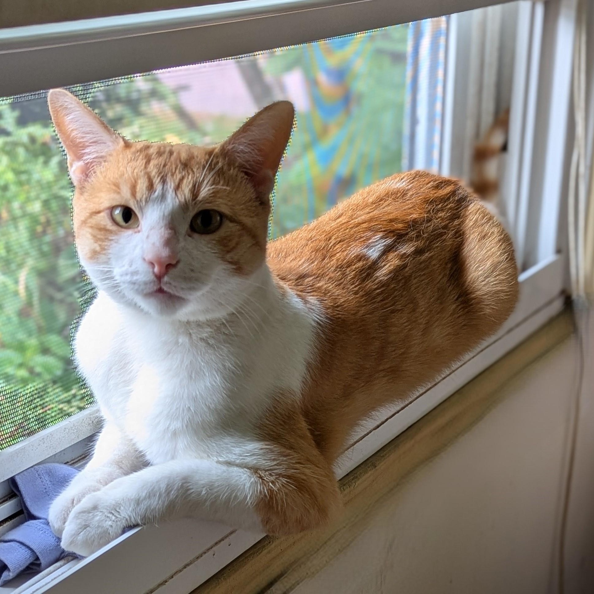 Enlarge Biscuit, a Adoptable Tabby in Independence, OH image 5/5