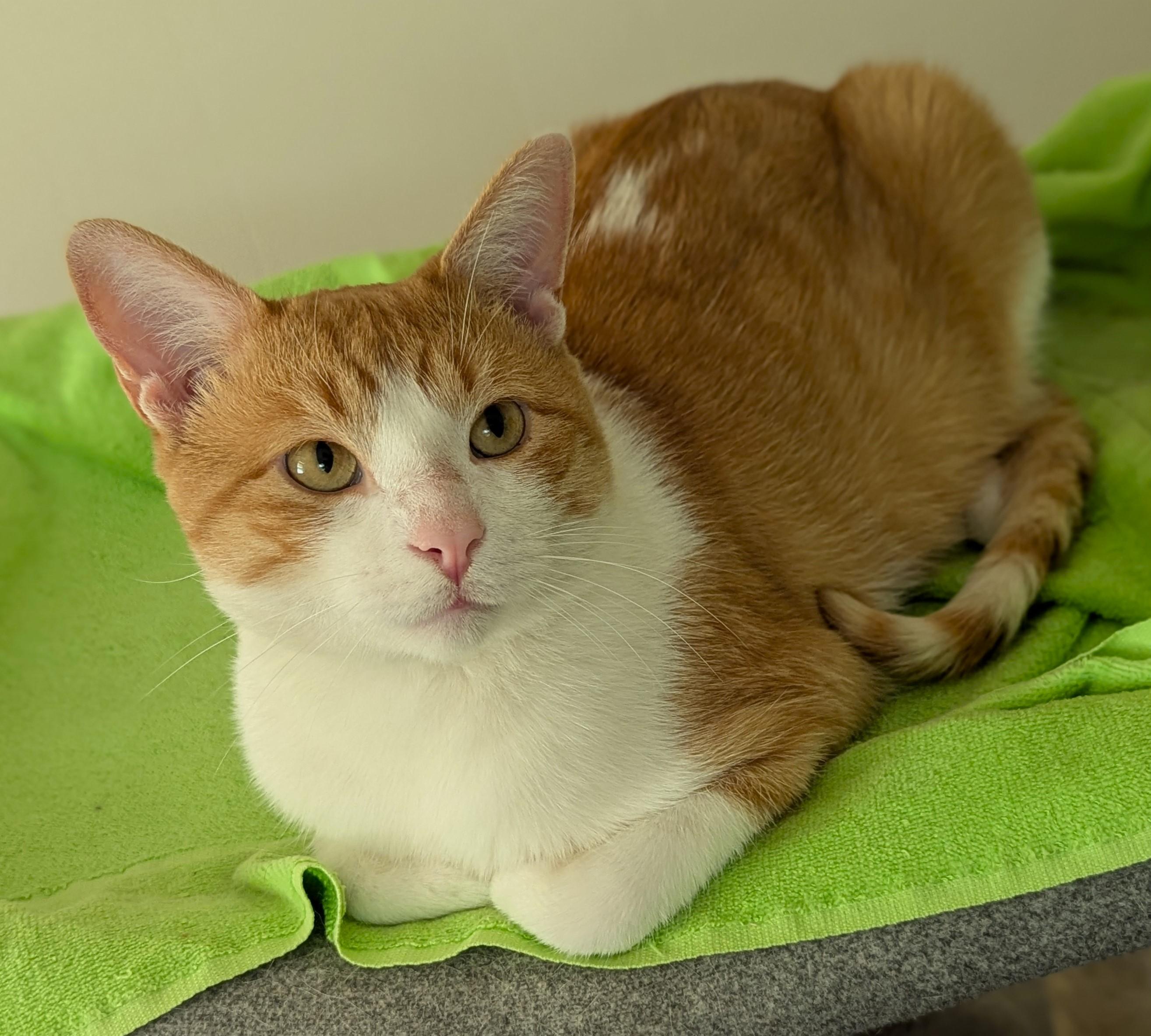 Biscuit, Adoptable, Adult Male Tabby.