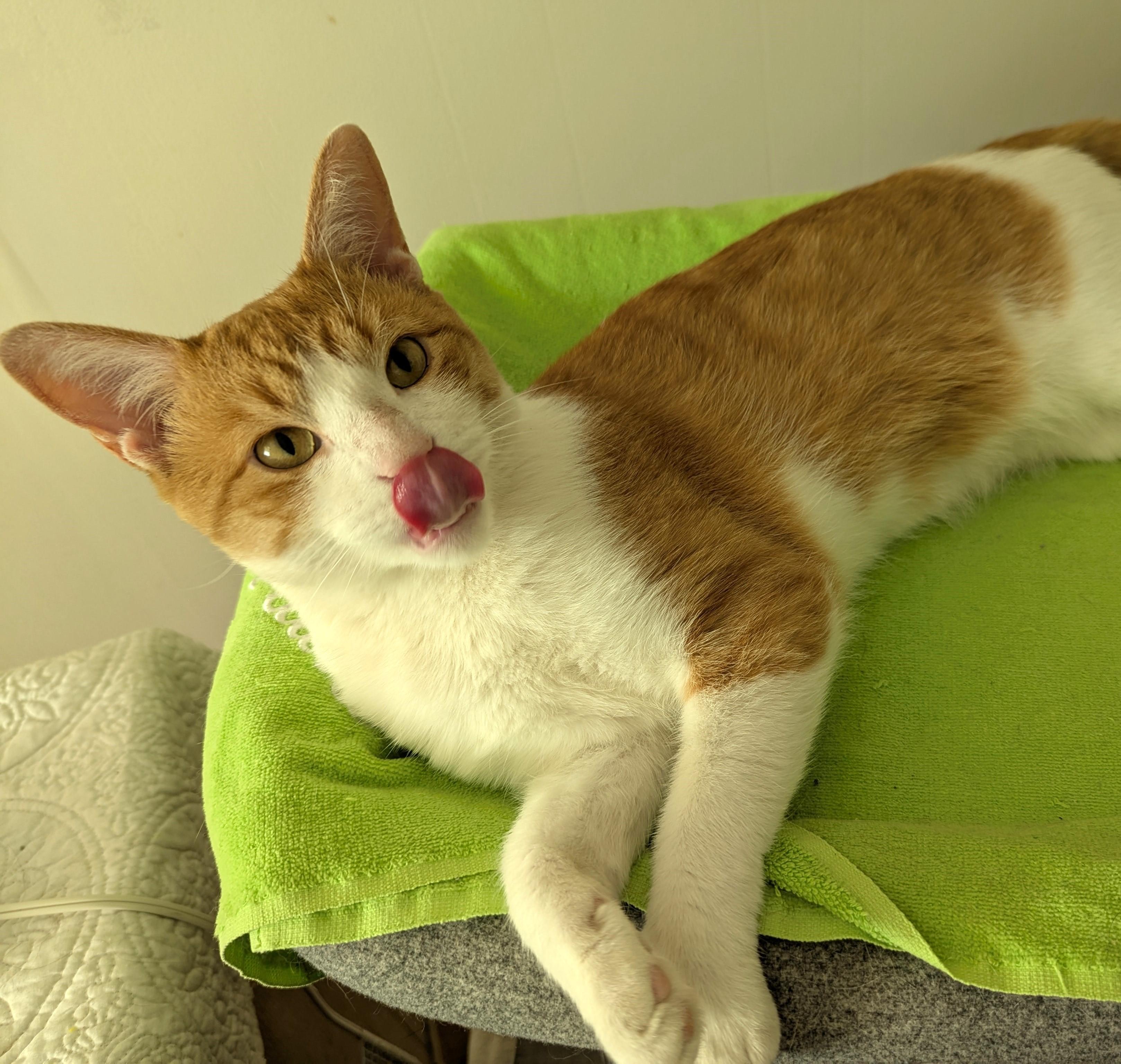 Enlarge Biscuit, a Adoptable Tabby in Independence, OH image 3/5