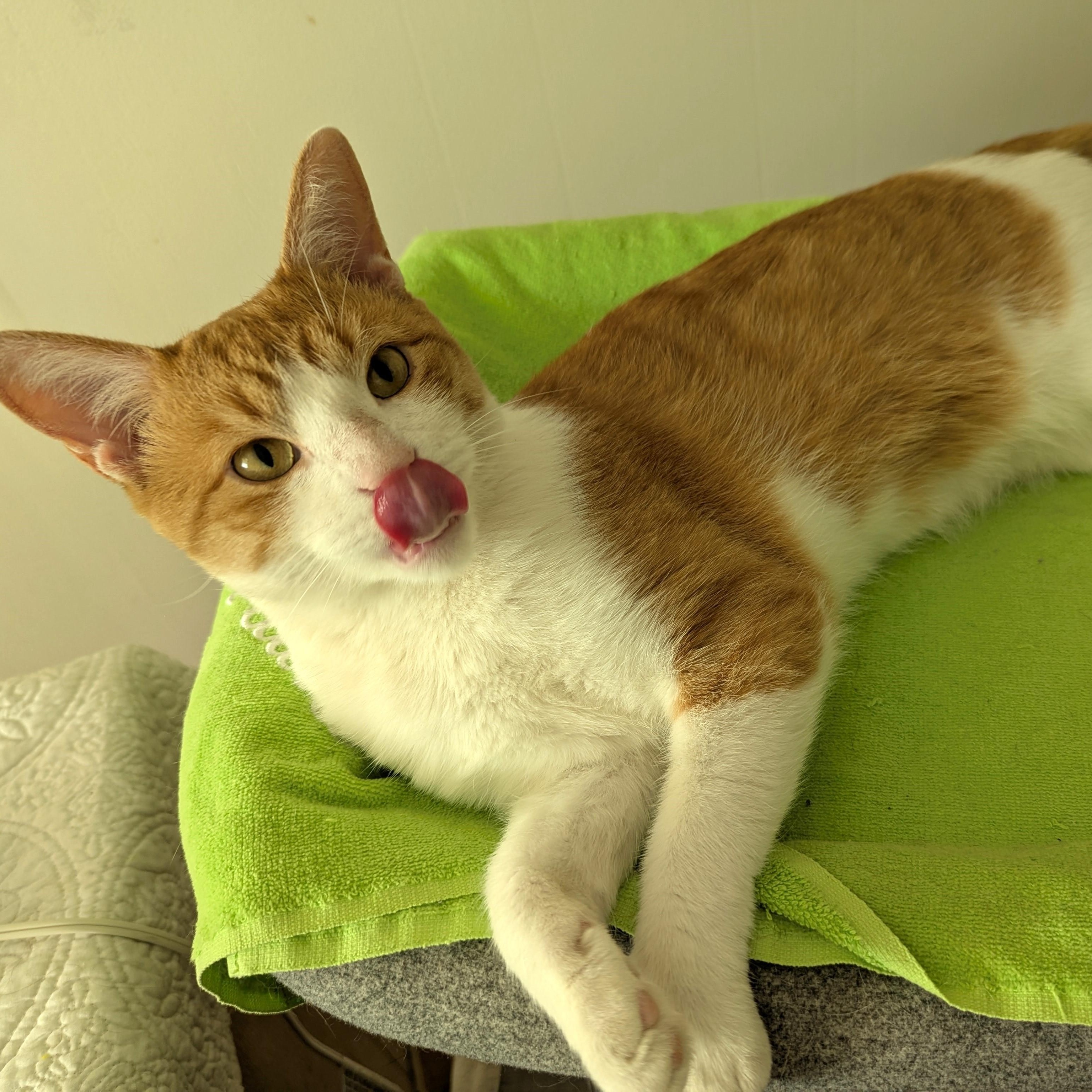 Enlarge Biscuit  -  #1 biscuit maker, a Adoptable Tabby in Independence, OH image 3/5