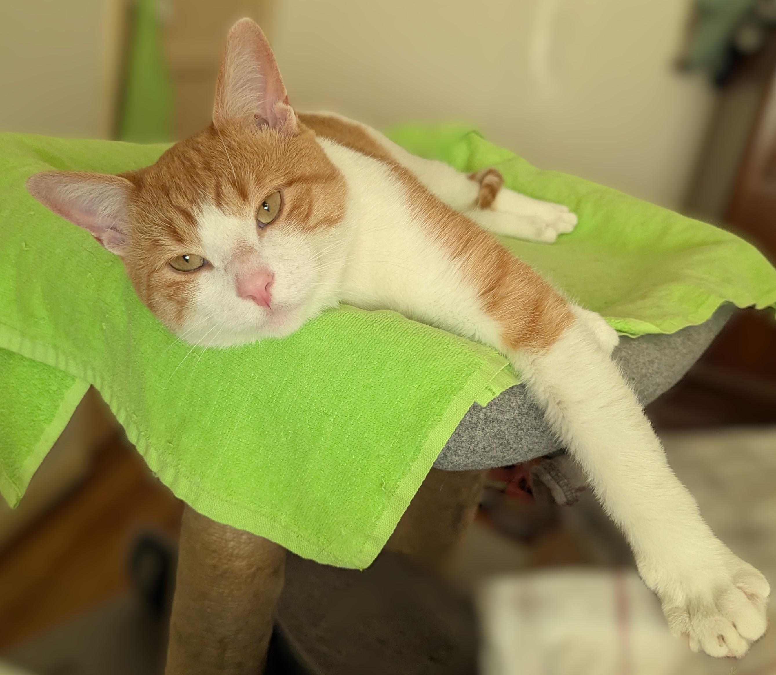 Enlarge Biscuit, a Adoptable Tabby in Independence, OH image 4/5