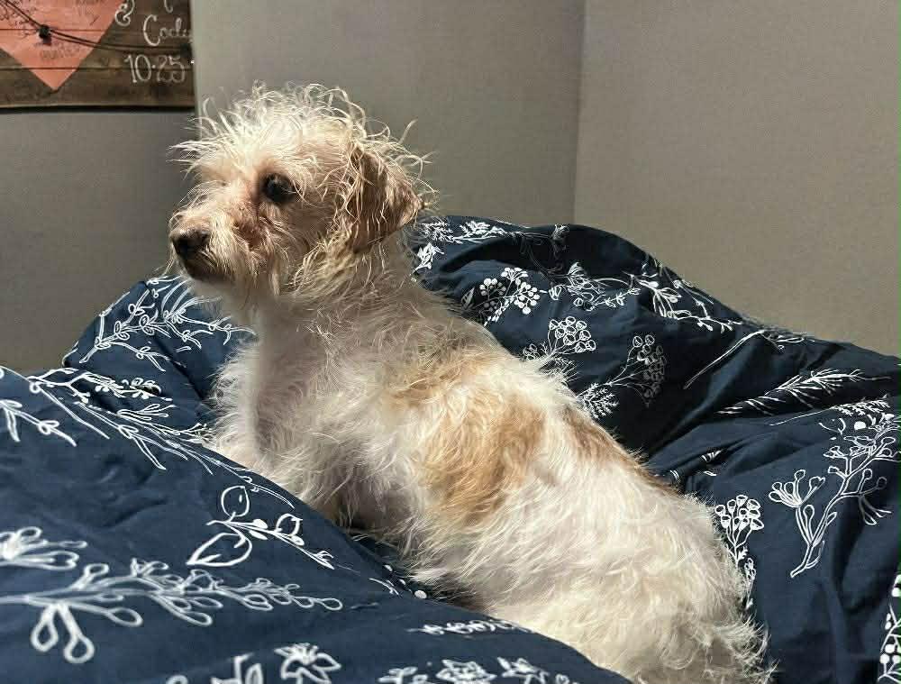 Sally, ADOPTABLE, Adult Female Yorkshire Terrier.