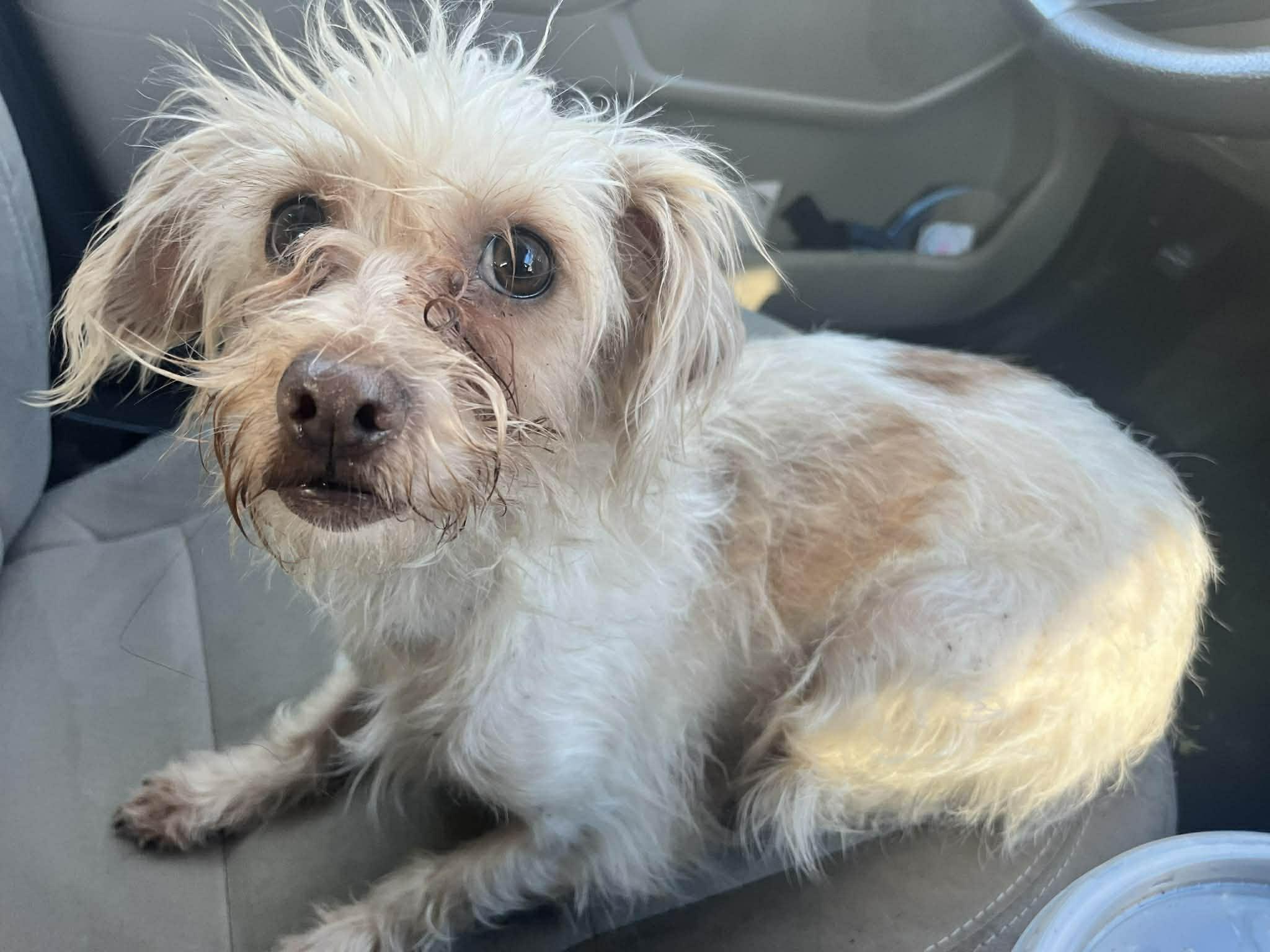 Enlarge Sally, a ADOPTABLE mixed breed in Woodbury, NJ image 3/3