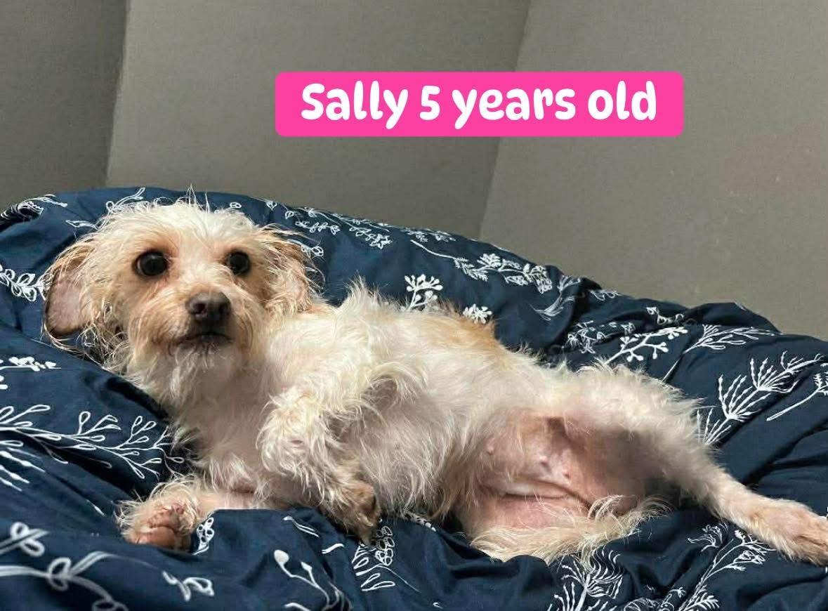 Enlarge Sally, a ADOPTABLE mixed breed in Woodbury, NJ image 2/3