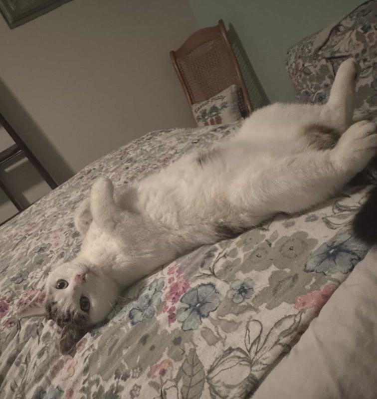 Enlarge Oliver, a ADOPTABLE mixed breed in Howard, PA image 1/1