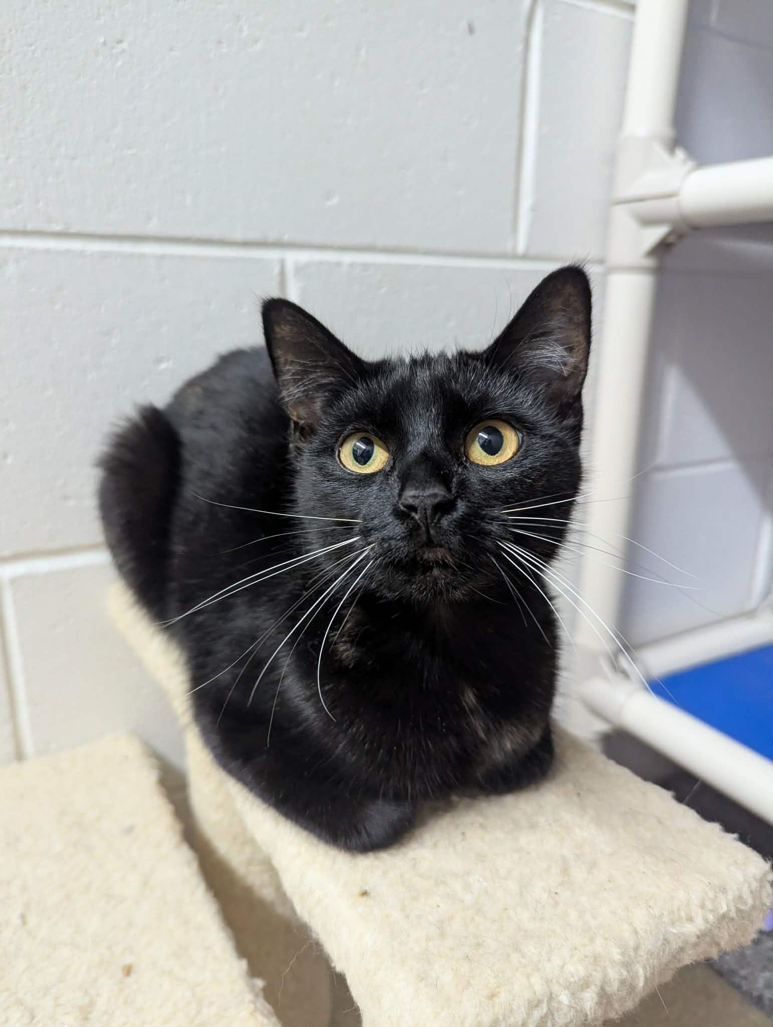 Churizo, a Adoptable Domestic Short Hair in Oconto, WI image 1/2