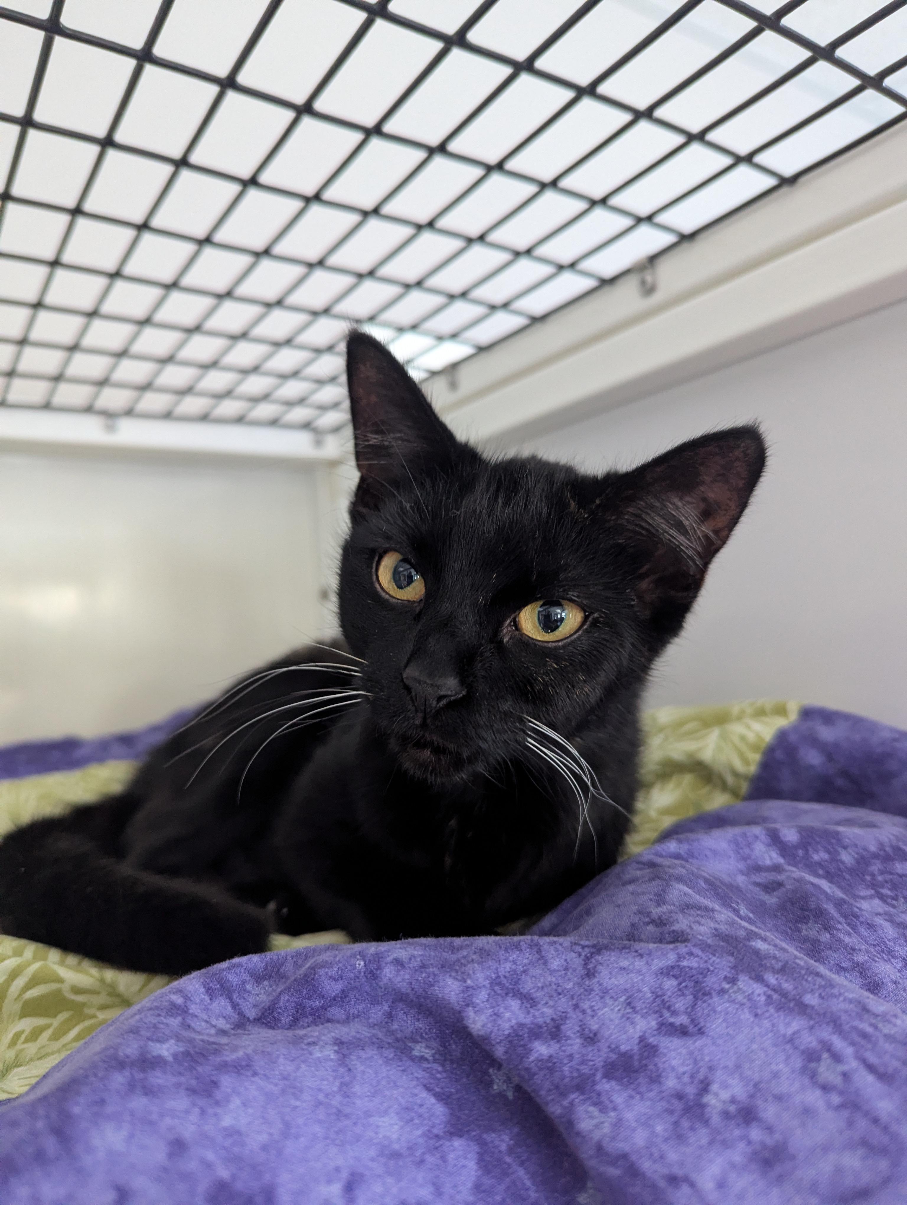 Churizo, a Adoptable Domestic Short Hair in Oconto, WI image 2/2