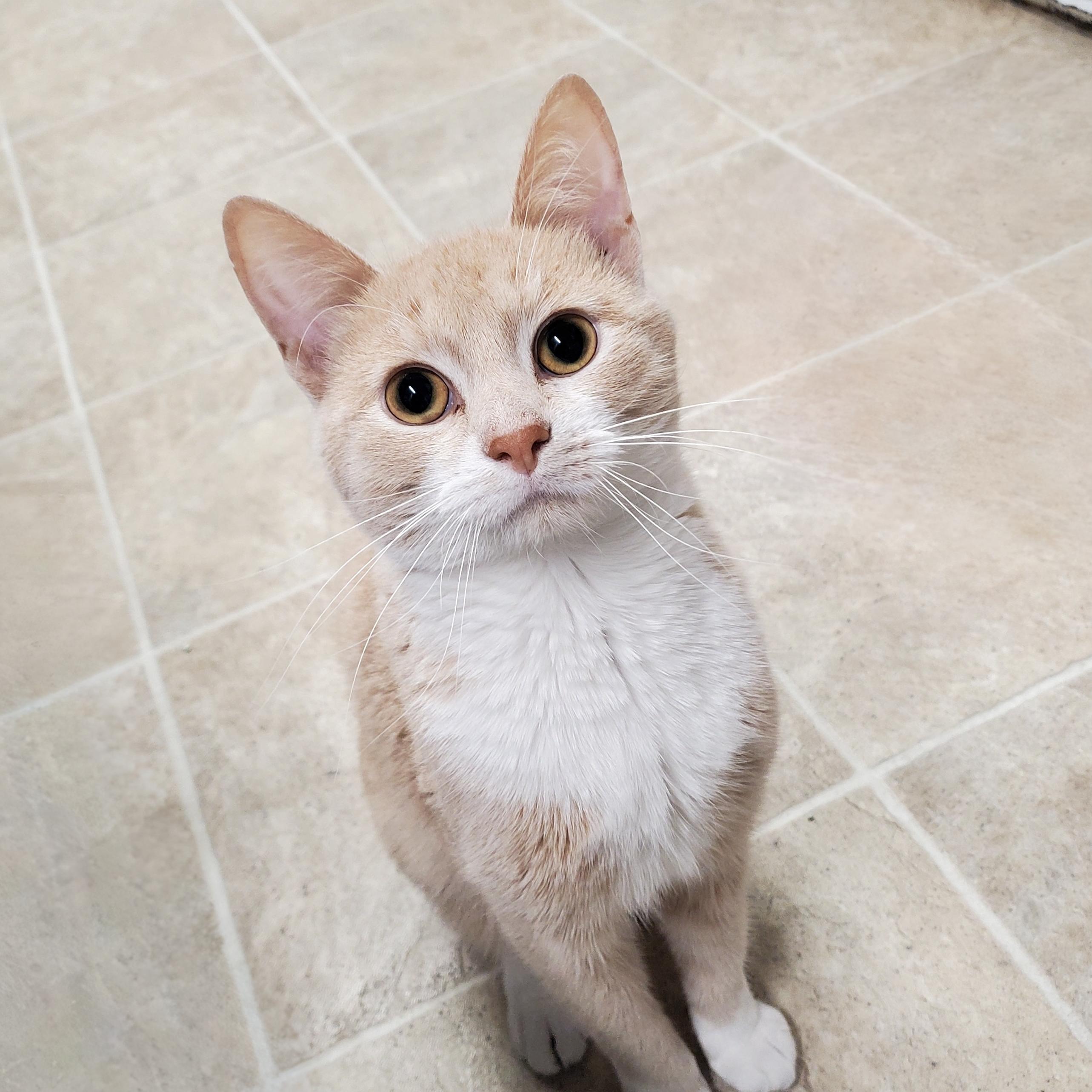 Webster, Adoptable, Adult Male Domestic Short Hair.