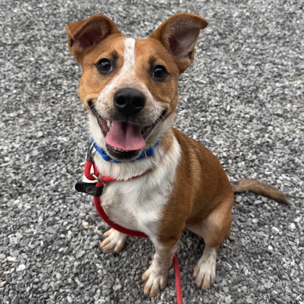 Filo, Adoptable, Young Male Mixed Breed & Mixed Breed.