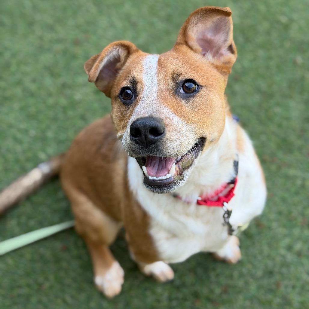 Enlarge Filo, a Adoptable mixed breed in Asheville, NC image 2/6