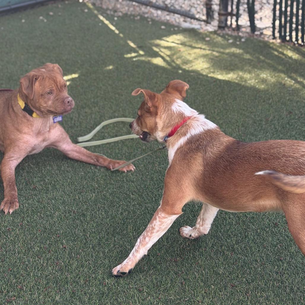 Enlarge Filo, a Adoptable mixed breed in Asheville, NC image 3/6