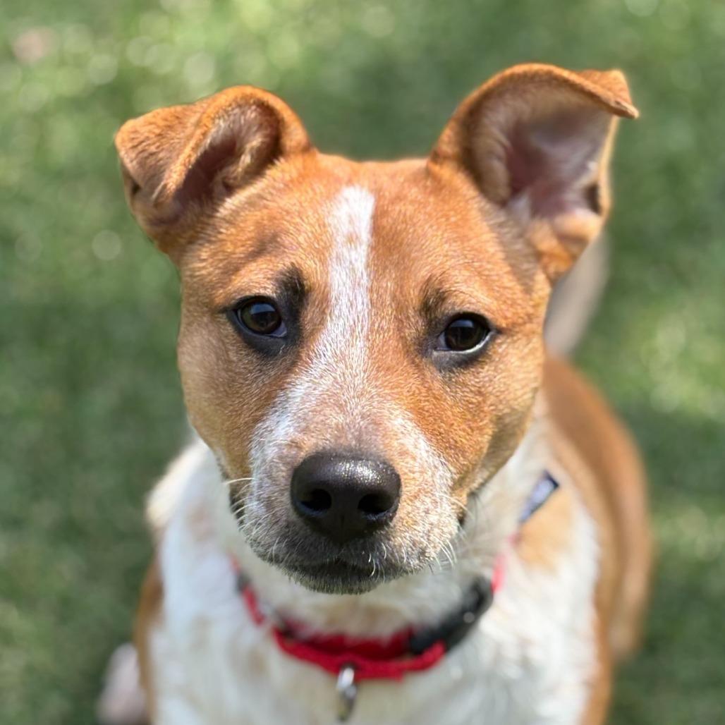 Enlarge Filo, a Adoptable mixed breed in Asheville, NC image 4/6
