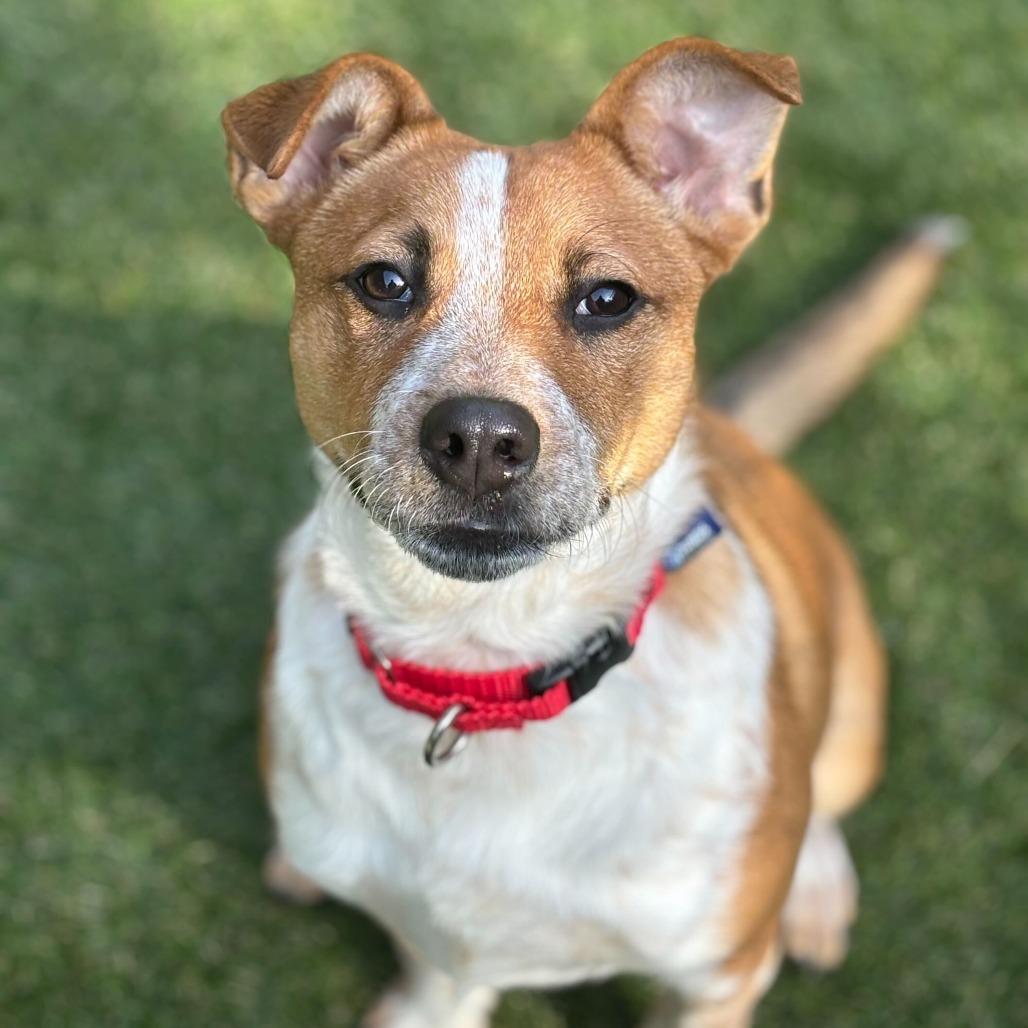 Enlarge Filo, a Adoptable mixed breed in Asheville, NC image 5/6