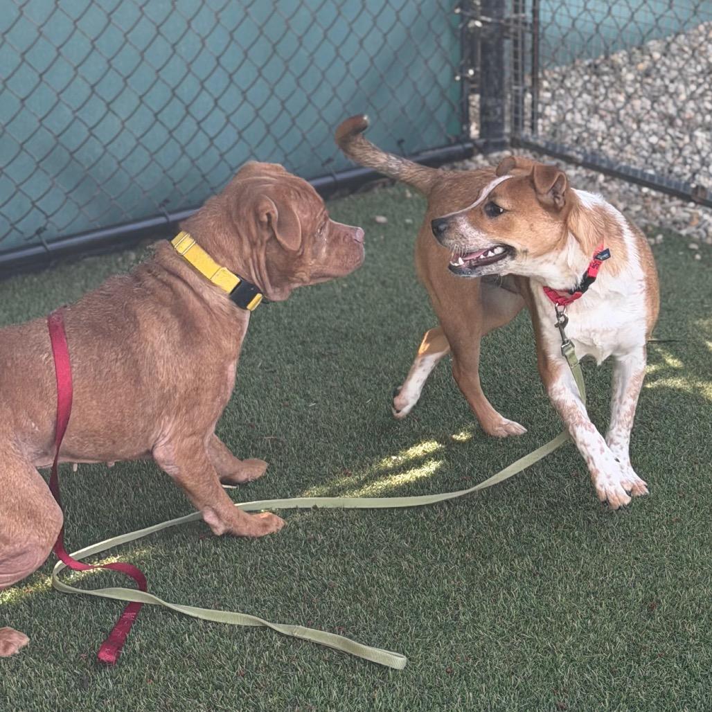 Enlarge Filo, a Adoptable mixed breed in Asheville, NC image 6/6