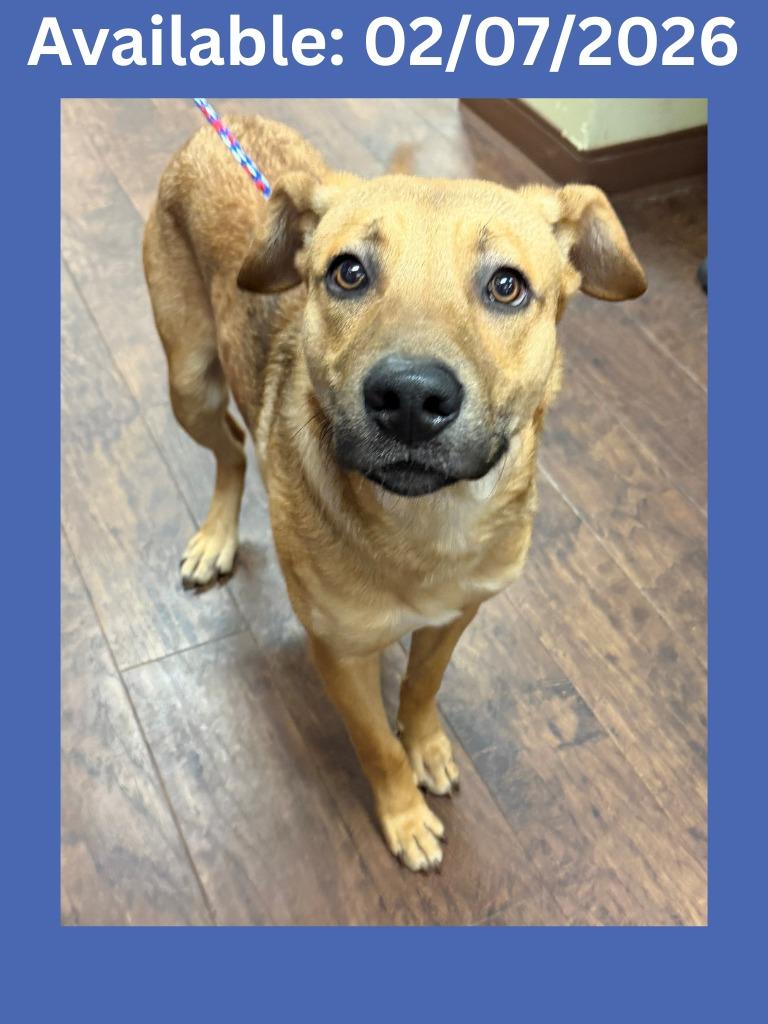 Dog Kennel #24, Adoptable, Young Male Shepherd & Mixed Breed.