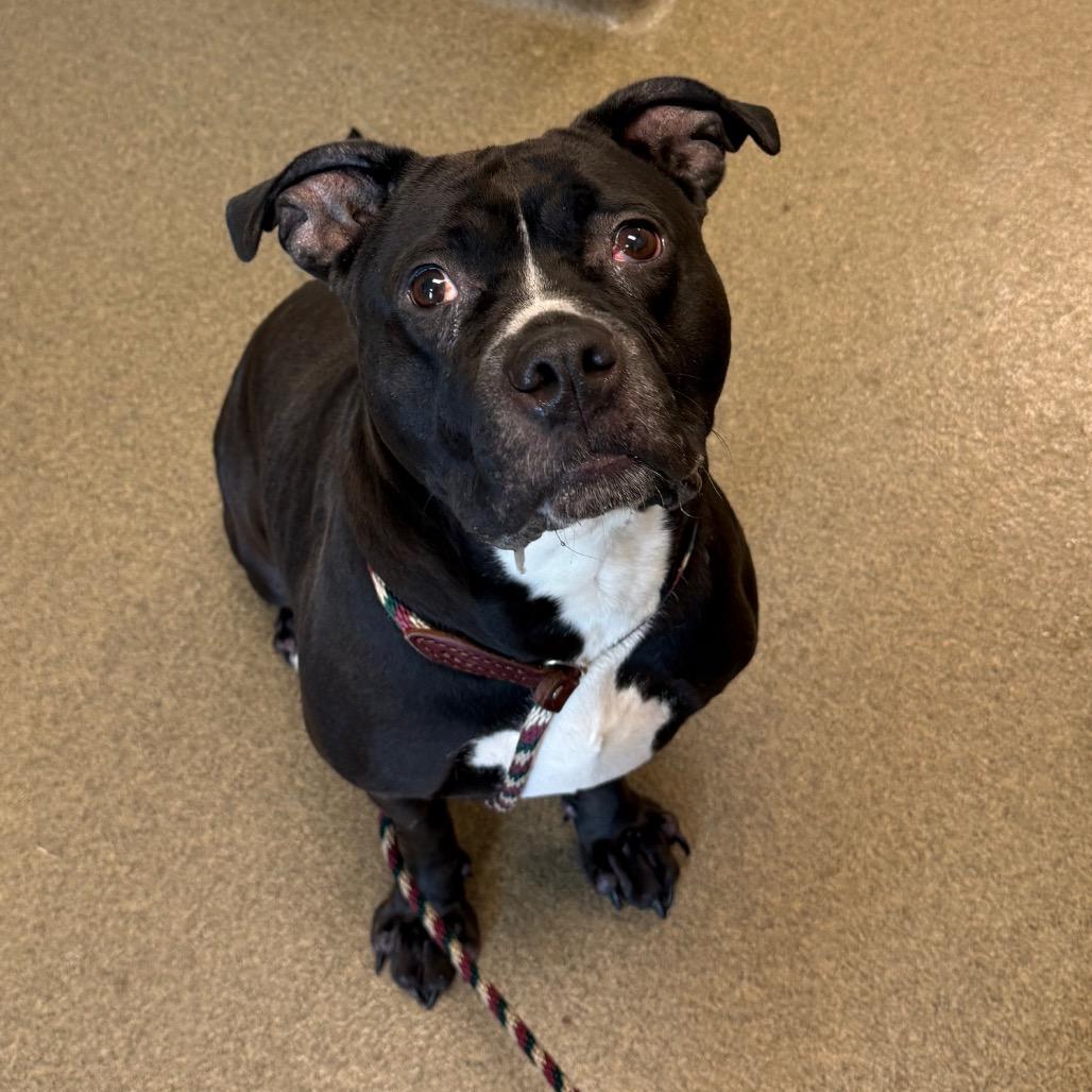 Enlarge Luna, a Adoptable Pit Bull Terrier in Council Bluffs, IA image 1/3