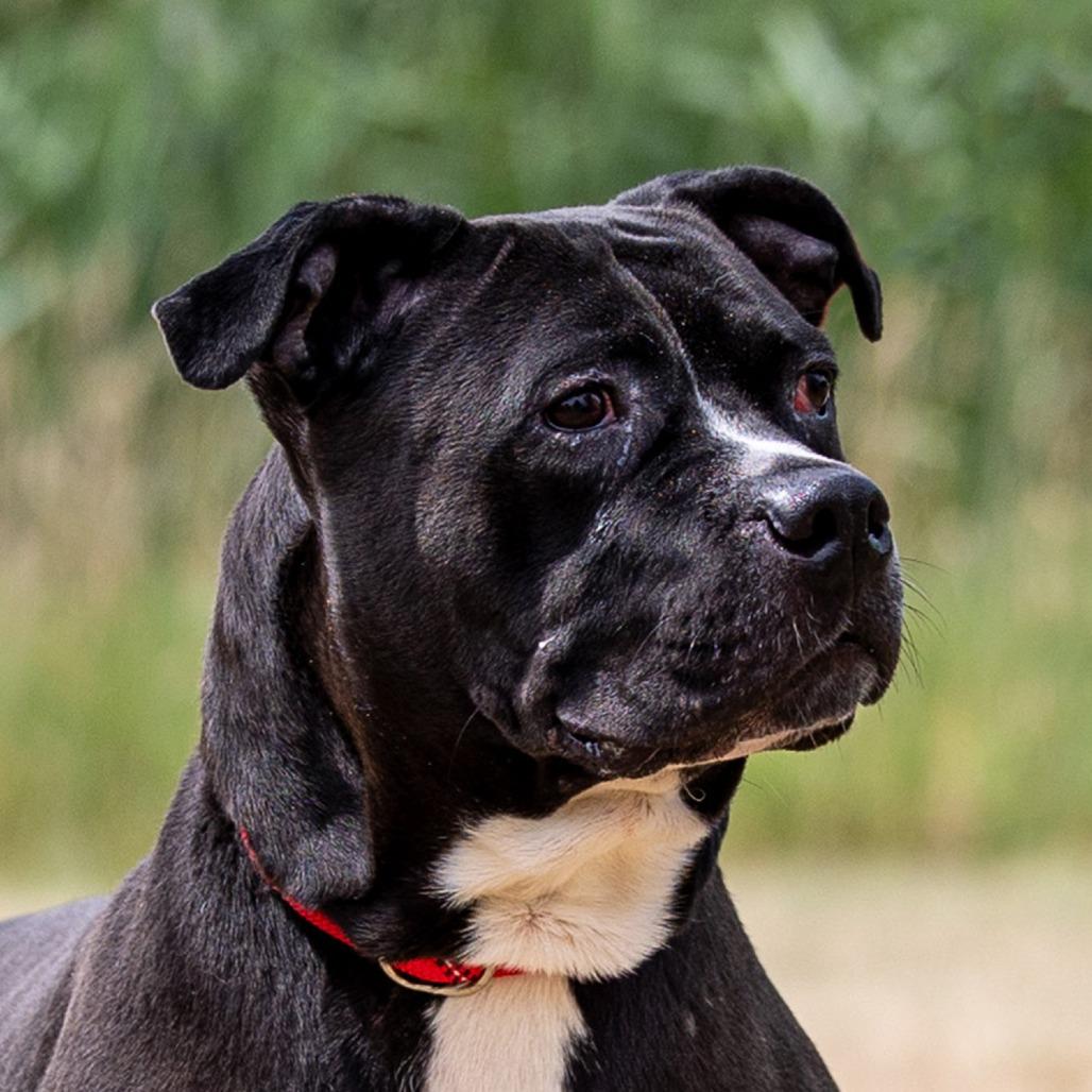 Enlarge Luna, a Adoptable Pit Bull Terrier in Council Bluffs, IA image 2/3