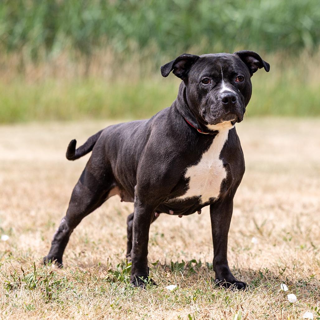 Enlarge Luna, a Adoptable Pit Bull Terrier in Council Bluffs, IA image 3/3