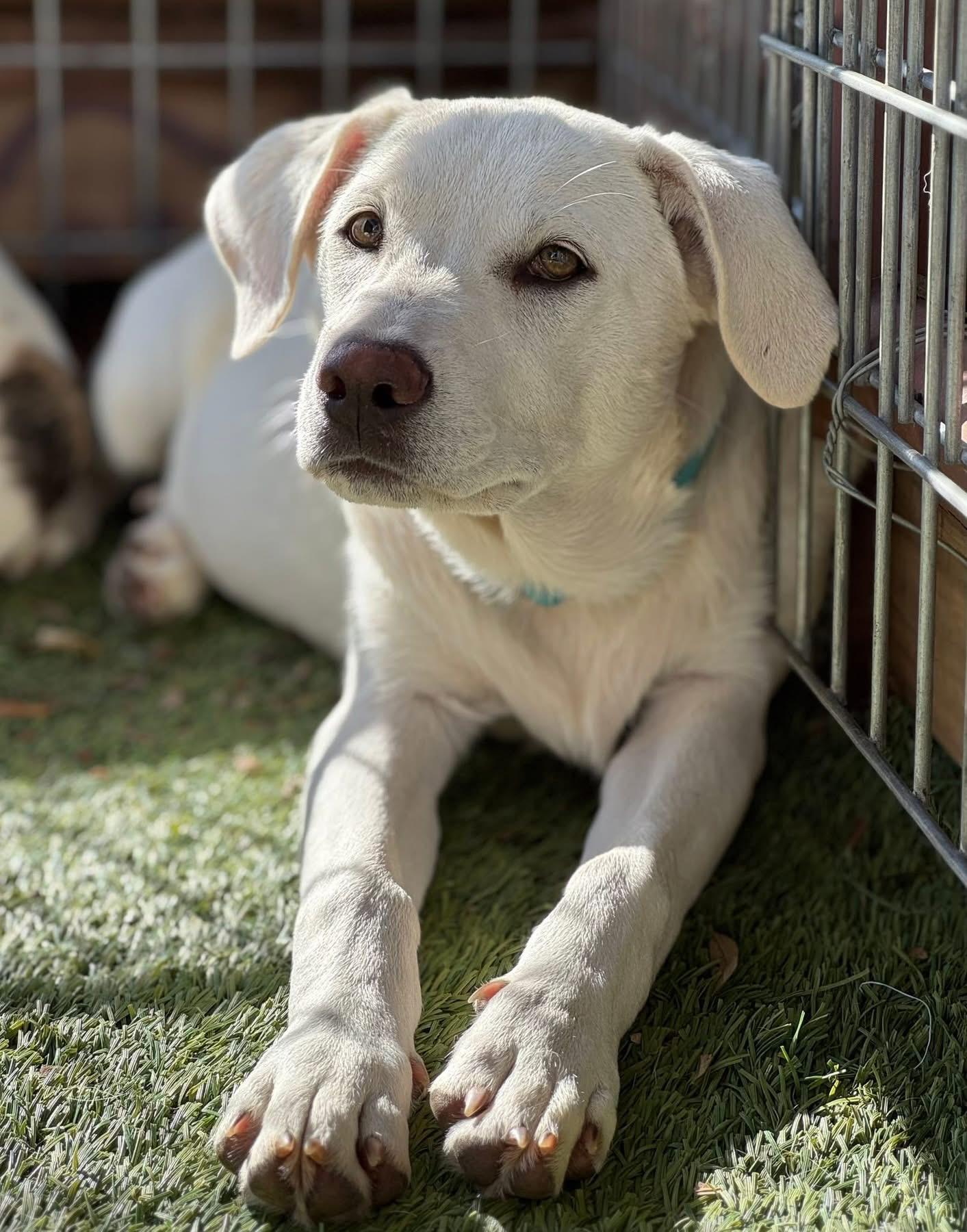 Dan, a ADOPTABLE mixed breed in Southlake, TX image 1/4