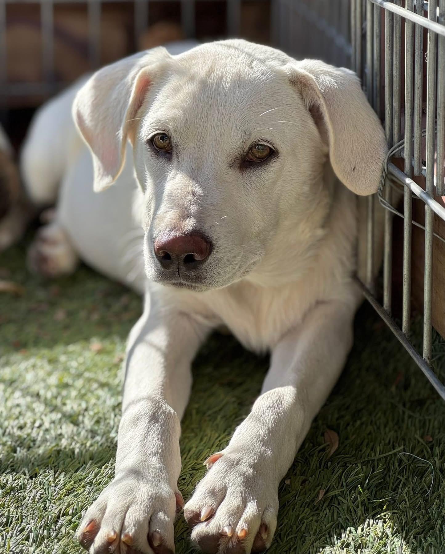 Dan, a ADOPTABLE mixed breed in Southlake, TX image 2/4
