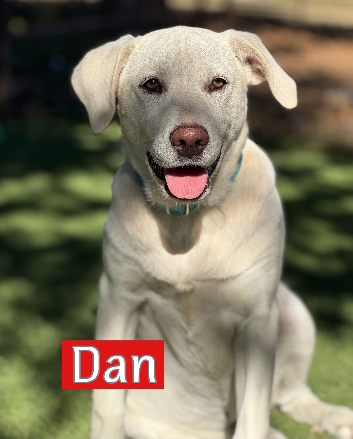 Dan, a ADOPTABLE mixed breed in Southlake, TX image 4/4