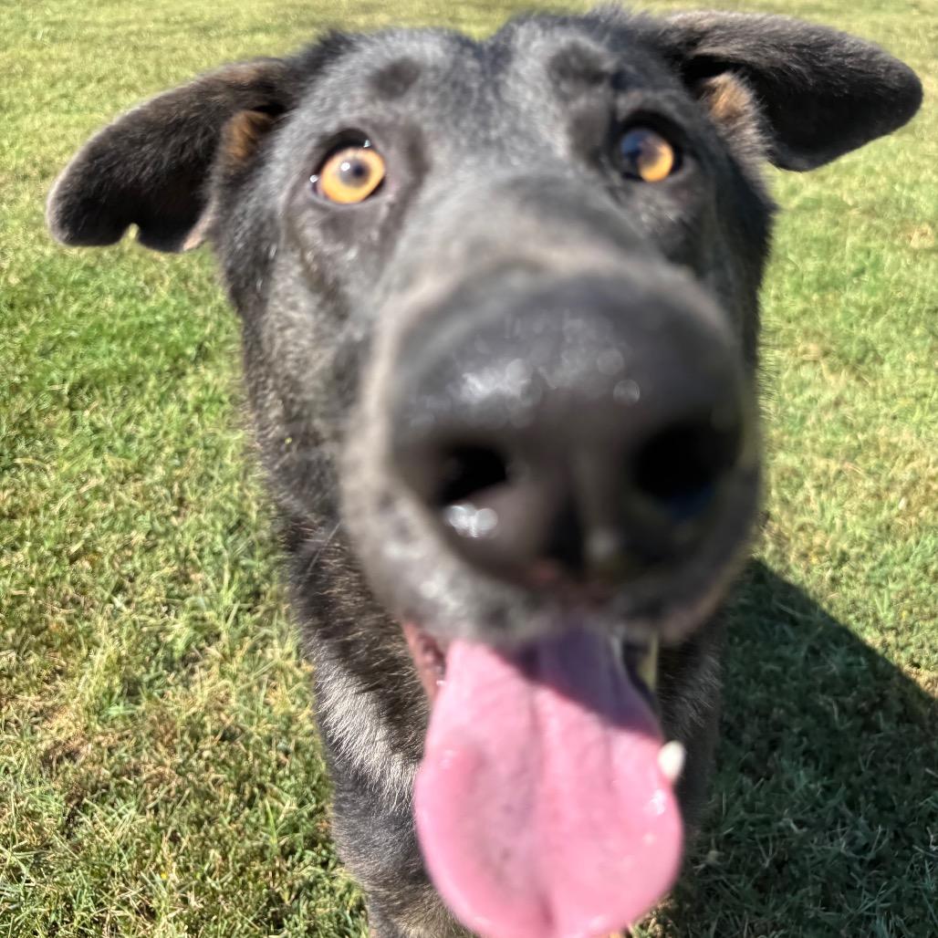 Amaranth, Adoptable, Adult Female German Shepherd Dog & Mixed Breed.