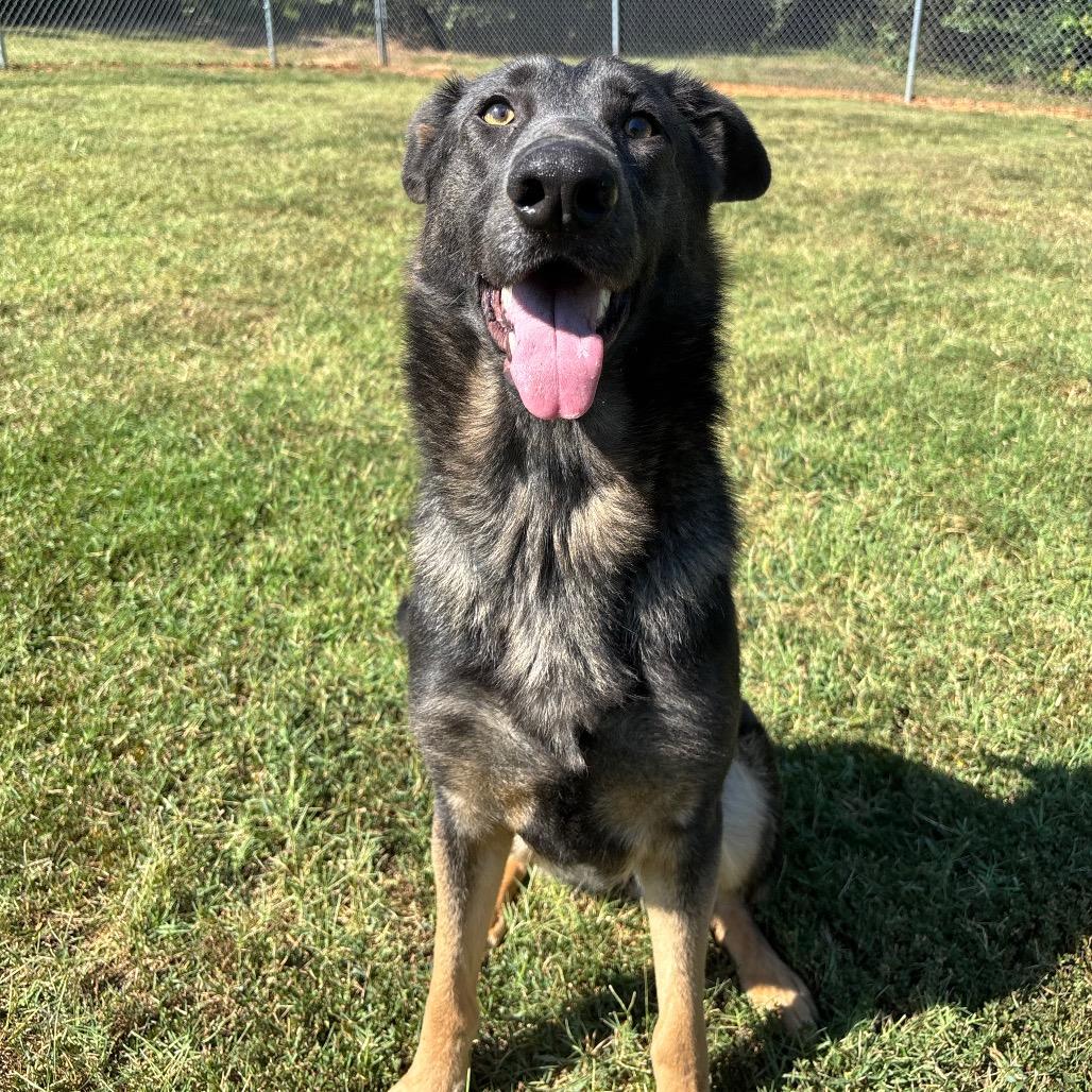Enlarge Amaranth, a Adoptable mixed breed in Roxboro, NC image 2/6
