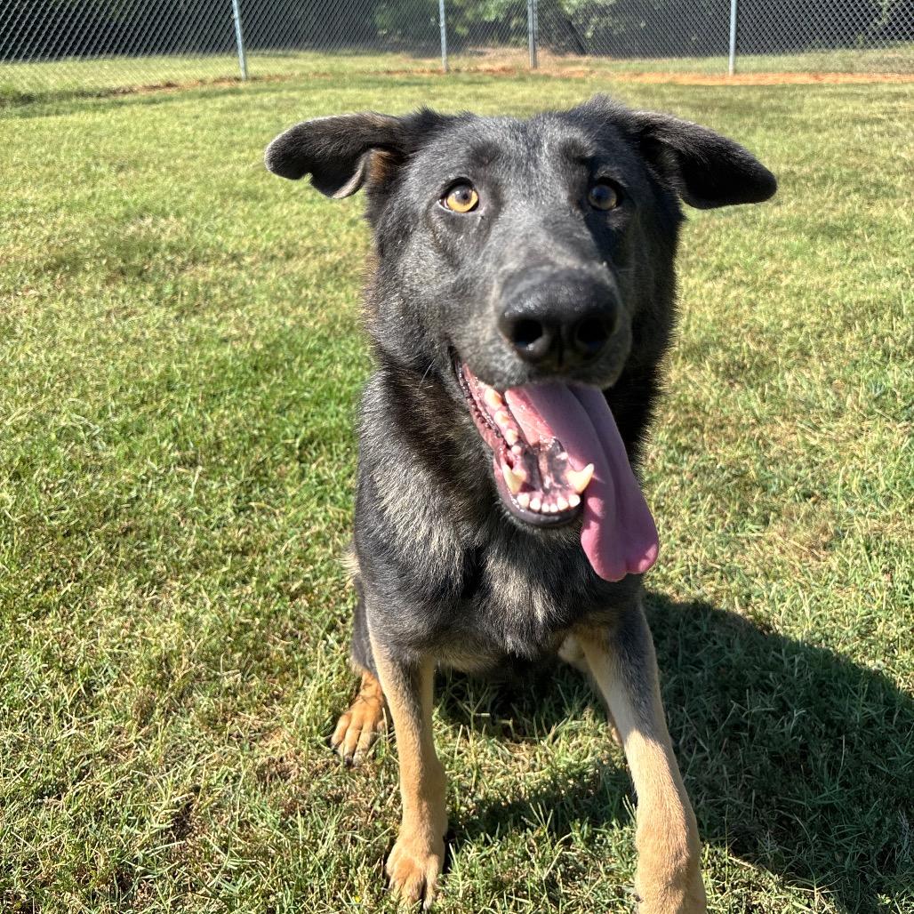 Enlarge Amaranth, a Adoptable mixed breed in Roxboro, NC image 3/6