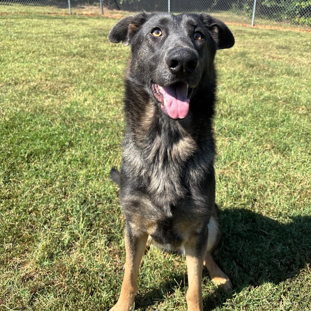 Enlarge Amaranth, a Adoptable mixed breed in Roxboro, NC image 5/6