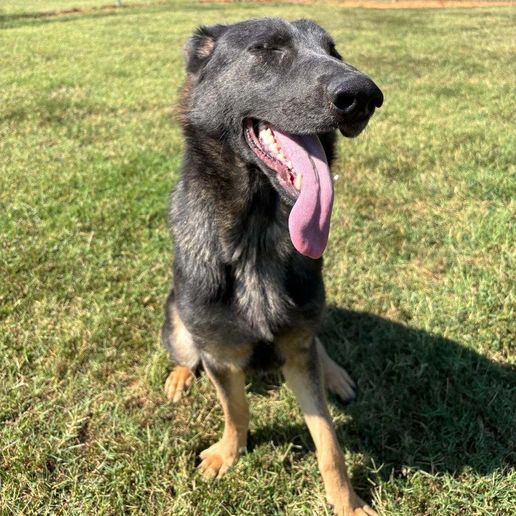 Enlarge Amaranth, a Adoptable mixed breed in Roxboro, NC image 6/6