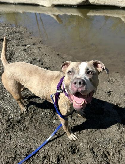 Trio, Adoptable, Adult Female Pit Bull Terrier & Mixed Breed.