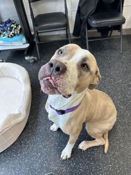 Trio, Adoptable, Adult Female Pit Bull Terrier & Mixed Breed.