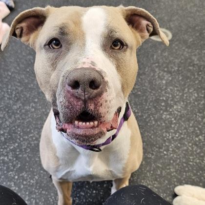 Trio, Adoptable, Adult Female Pit Bull Terrier & Mixed Breed.