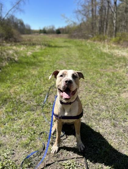 Trio, a Adoptable mixed breed in Scotia, NY image 2/3