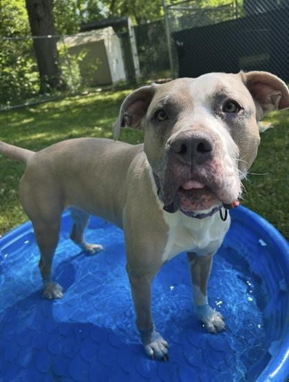 Trio, a Adoptable mixed breed in Scotia, NY image 3/3