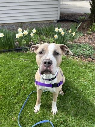 Enlarge Trio, a Adoptable mixed breed in Scotia, NY image 2/3