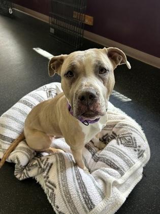 Enlarge Trio, a Adoptable mixed breed in Scotia, NY image 3/3