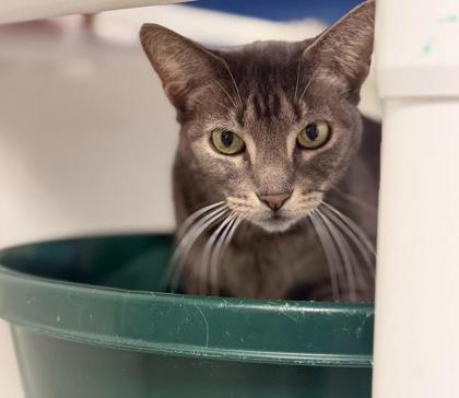 Enlarge Ariel, a Adoptable mixed breed in Largo, FL image 1/3