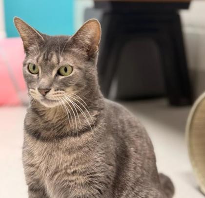 Enlarge Ariel, a Adoptable mixed breed in Largo, FL image 2/3