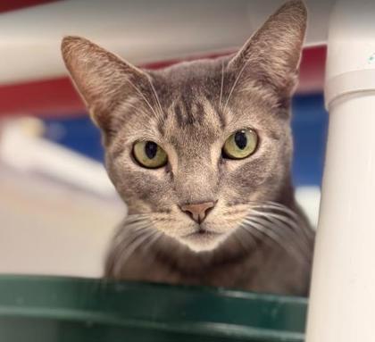 Enlarge Ariel, a Adoptable mixed breed in Largo, FL image 3/3