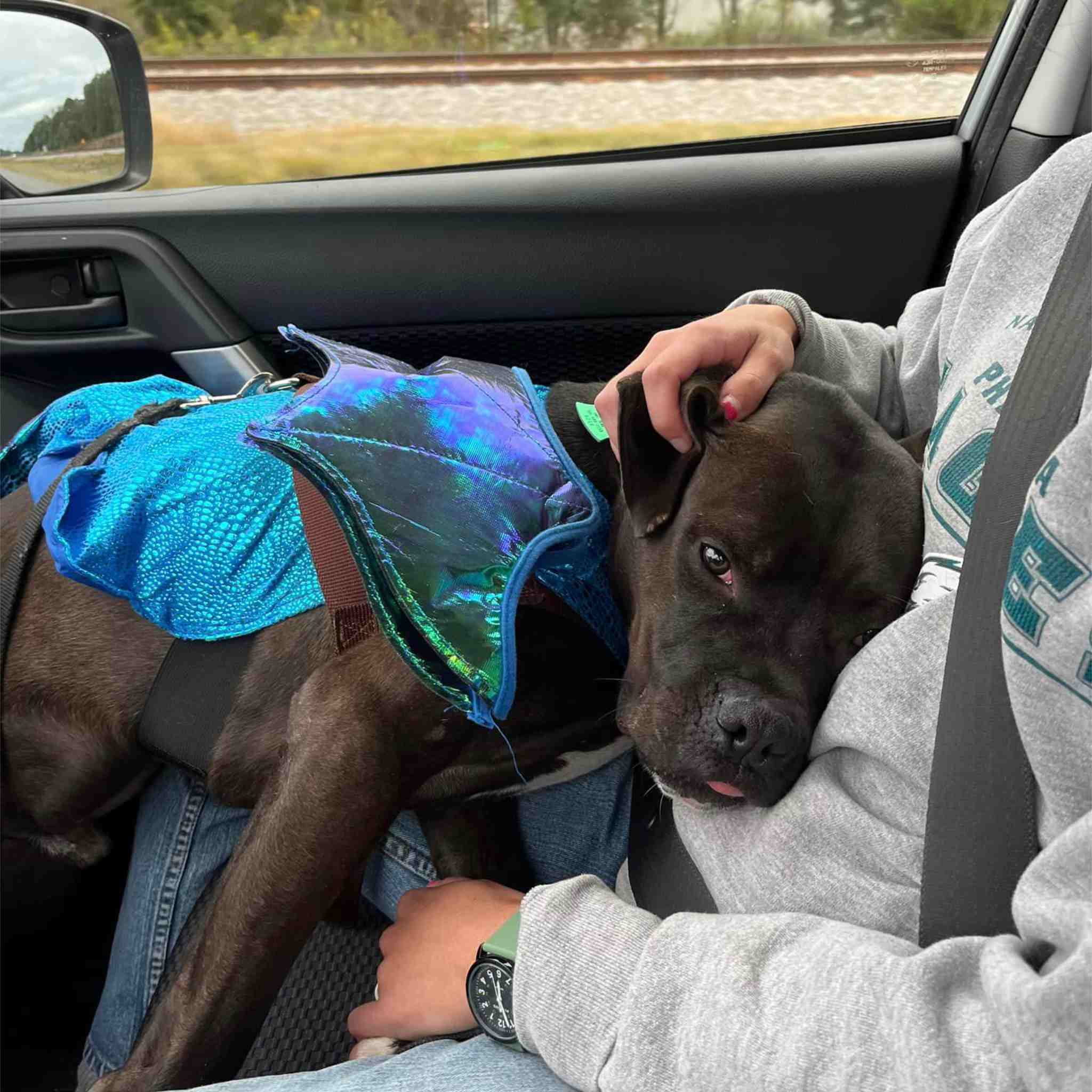 Enlarge Roscoe, a Adoptable mixed breed in Colbert, GA image 1/6