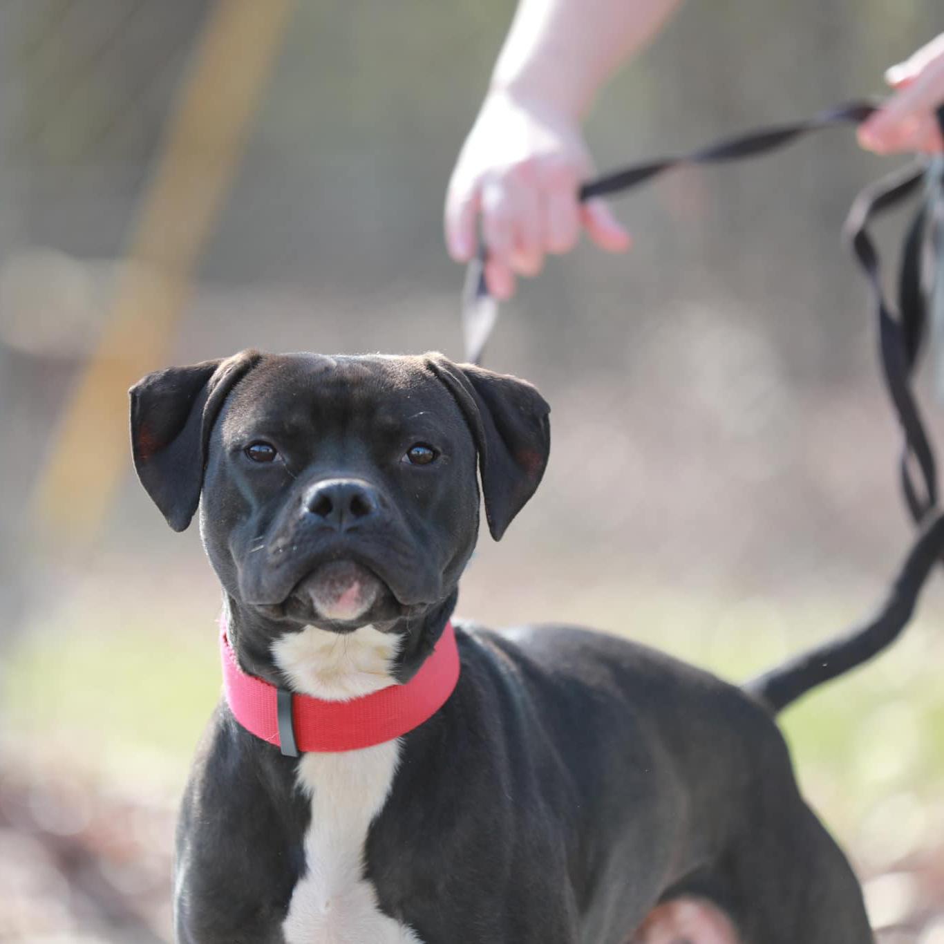 Roscoe, Adoptable, Adult Male Boxer & Pit Bull Terrier.