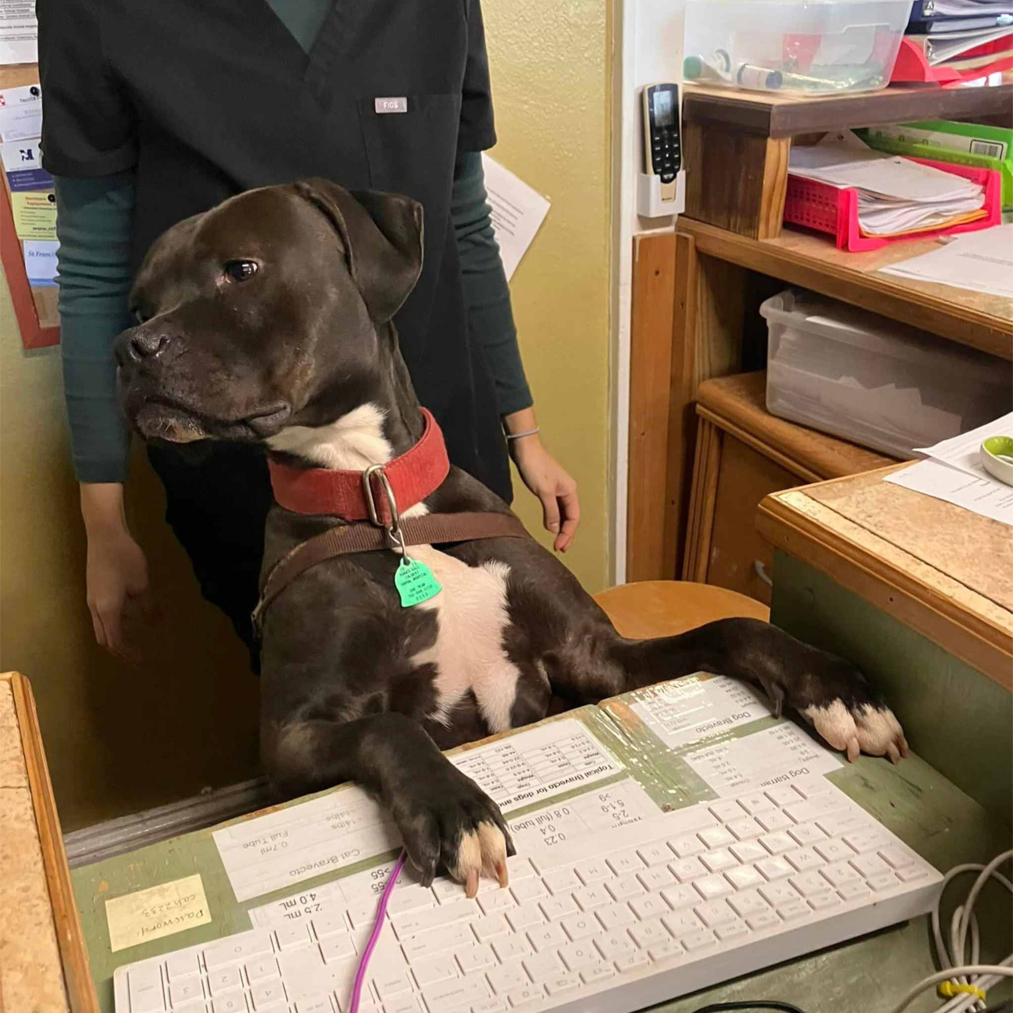 Enlarge Roscoe, a Adoptable mixed breed in Colbert, GA image 5/6